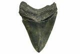 Serrated, Fossil Megalodon Tooth - South Carolina #374093-2